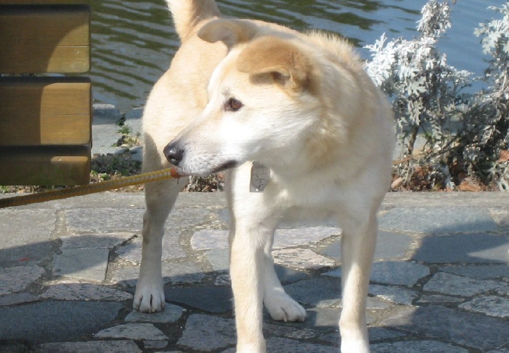 Jiro chan